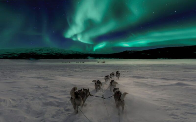 perros que tiran de trineo en la nieve y aurora boreal al fondo