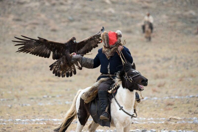 hombre encima de un caballo con aguila en la mano en mongolia 