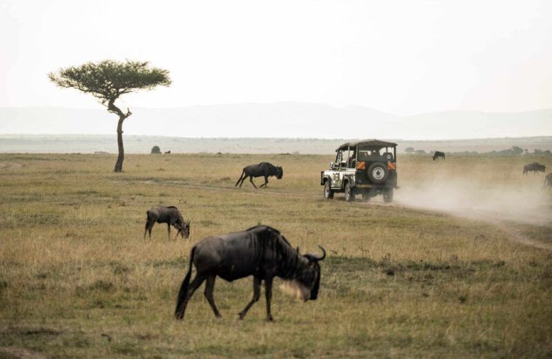 gnus en su entorno natural, un coche al lado haciendo safari
