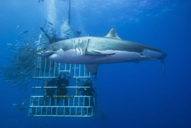 tiburón cerca de una jaula con buzos en el interior
