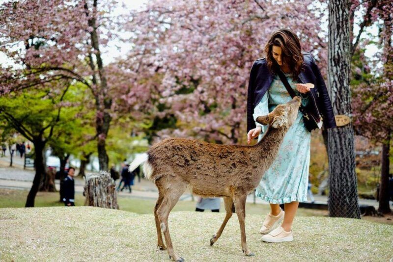 chica acariciando un ciero en nara, detrás cerezos en flor