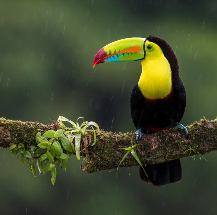 tucano encima de una rama con lluvia detrás en costa rica - weroad