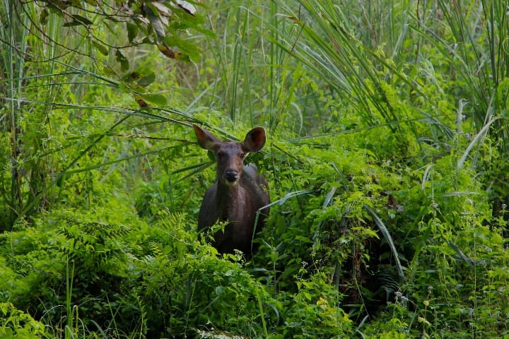 un cervatillo de frente, en medio de vegatación verde en el chitwan national park en nepal - weroad