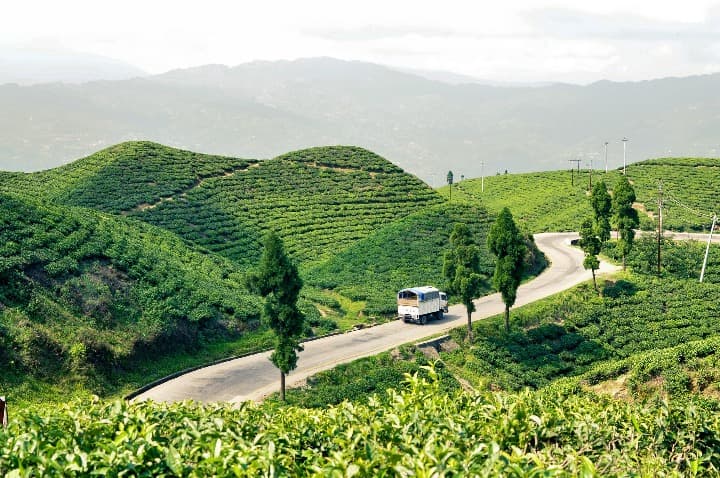 camion transitando por una calle en medio de los campos verdes de te en ilam, nepal - weroad