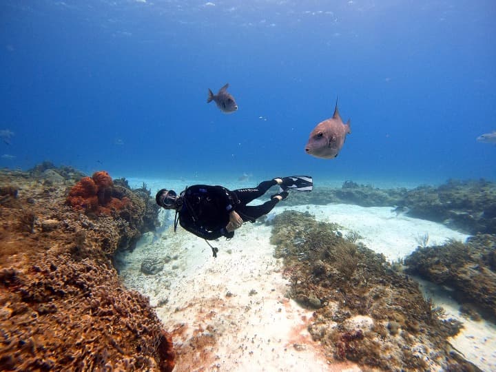 chico buceando en medio a peces en san miguel de cozumel - weroad
