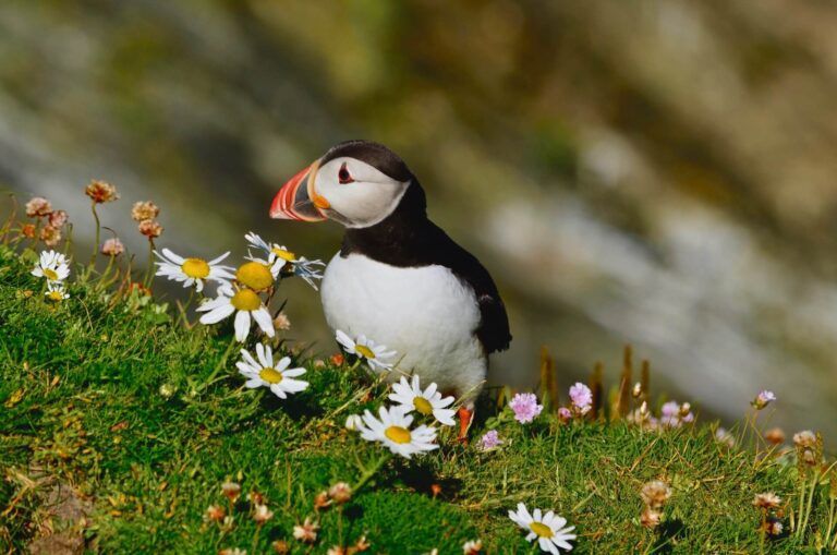 que ver en islandai? pajaro islandés en medio de hierba y flores - weroad
