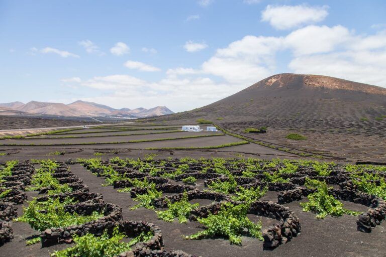 viñedo en la zona de geria, lguar que ver en lanzarote. plantas protegidas por muros circulares, al fondo una montaña y cielo azul