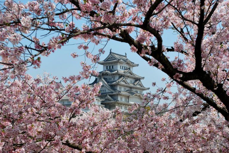 Primavera en Japón: guía completa para disfrutar de los cerezos y mucho más