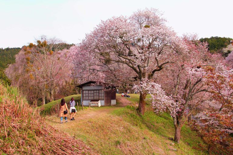Dos personas caminando por un sendero hacia una pequeña casa rodeada de cerezos en flor en Japón.
