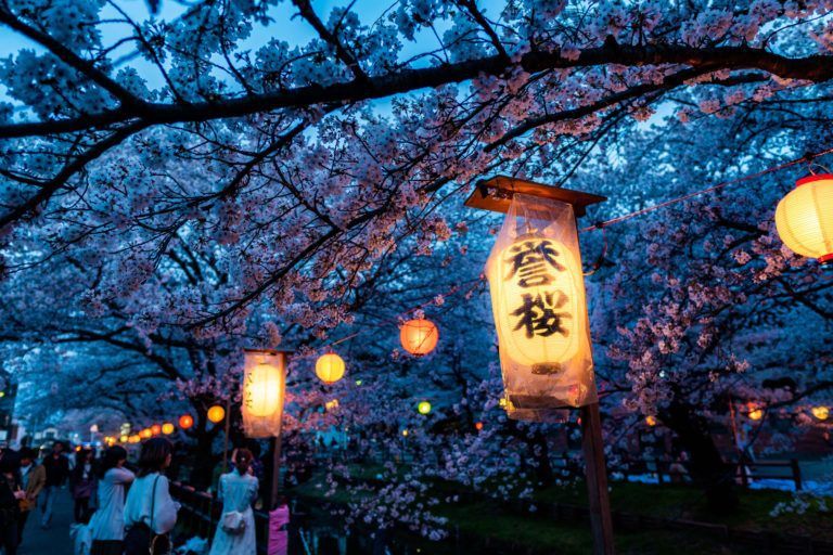 Linternas de papel iluminadas colgadas entre cerezos en flor durante el festival de Hanami por la noche en Japón.