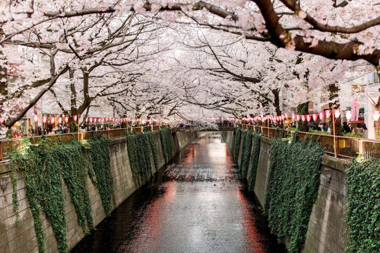 canal en nakameguro con cerezos en flor en japon