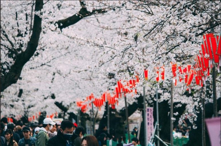 abrboles con flores blancas de cerezo y gente paseando debajo