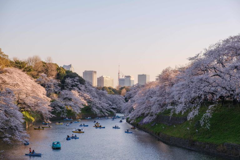 Numerosas barcas pequeñas navegando por un canal flanqueado por cerezos en flor con rascacielos al fondo en Japón.