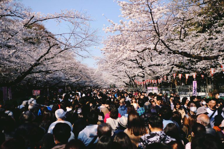 calles de una ciudad de japon con cerezos en flor