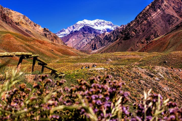 flores, pradera y montaña en el parque de aconcagua en mendoza, argentina - weroad