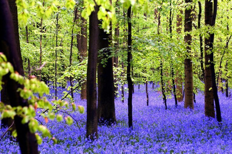 flores lilas de hyacinthoides non-scripta cubriendo el sulo de un bosque - weroad