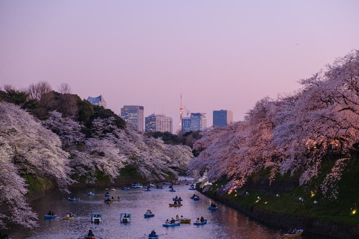 barcos en agua, edificios de tokio al fondo y arboles de cerezo con flores rosa, atardecer- weroad