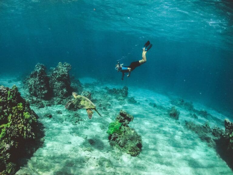 persona buceando en las profundidades del mar, una tortuga pásando al lado - weroad viaje aventura