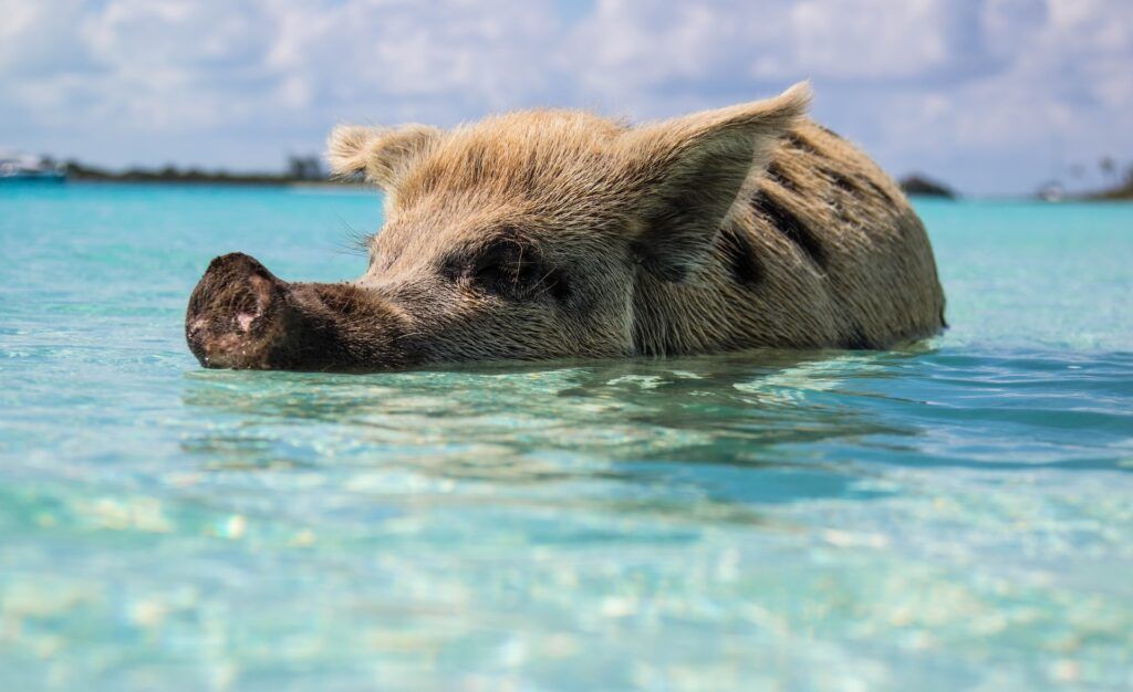 cerdo en el agua en pig beach en bahamas, sitio donde viajar en invierno - weroad