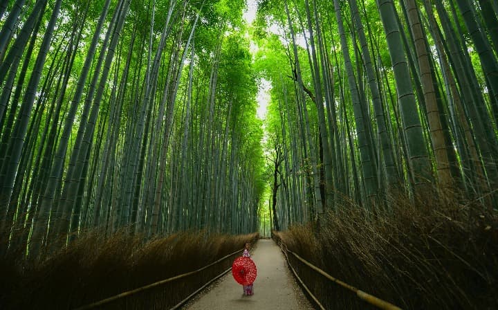 Chica vestida de forma tradicional japonesa con paraguas rojo en medio del bosque de bambú en arashiyama