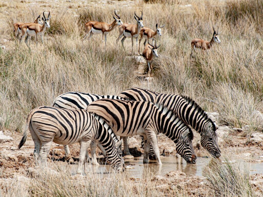 zebras bebiendo agua y gazelas en segundo plano en el parque nacional de etosha, algo que ver en namibia