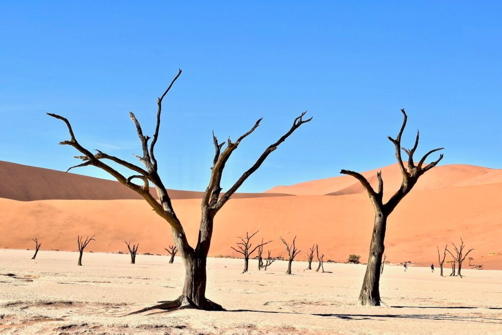 arboles pietrificados en la zona de sossusvlei en namibia - weroad