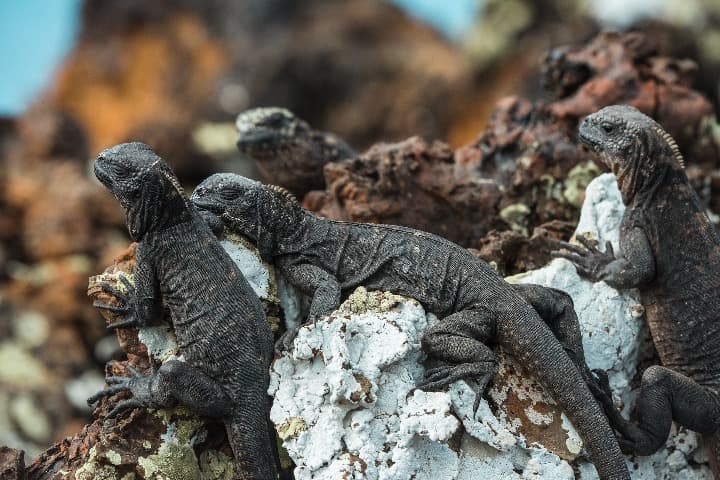 iguanas encima de rocas en las islas galápagos en ecuador - weroad