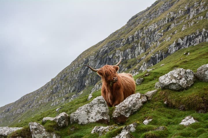 animal parecido a una vaca, con cuernos, en medio de montaña verde en escocia