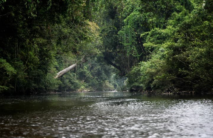vegetación y agua en Taman Negara, malasia - weroad