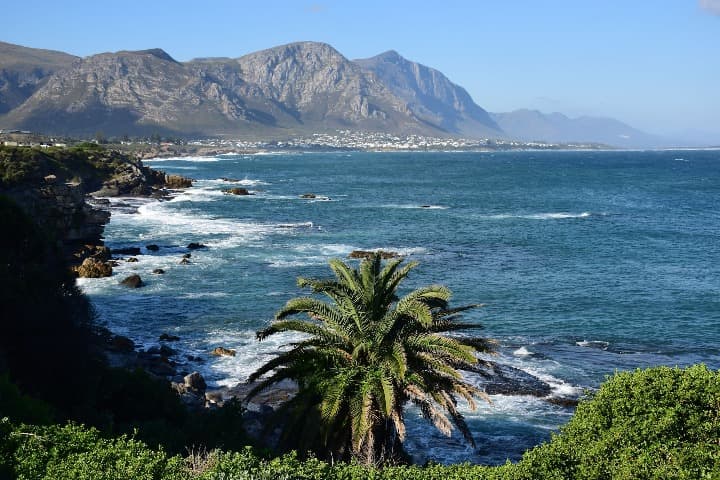 costa de hermanus en sudafrica, destino perfecto para el avistamento de ballenas, palmera en primer plano y montaña al fondo - weroad