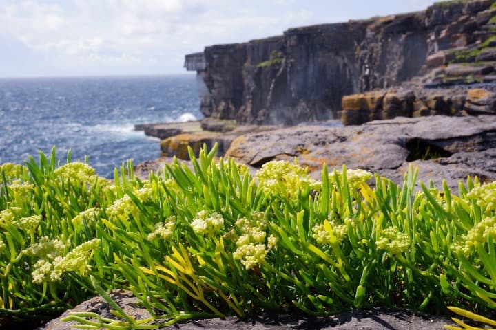 vegetacion encima de rocas con dentrás acantilado y mar en las islad aran