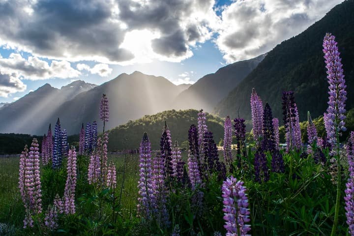 campo de lavanda y montañas detrás en milford sound, nueva zelanda