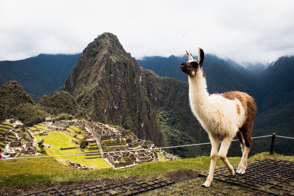alpaca delante del machu picchu en vietnam, uno de los viajes que hacer antes de los 40