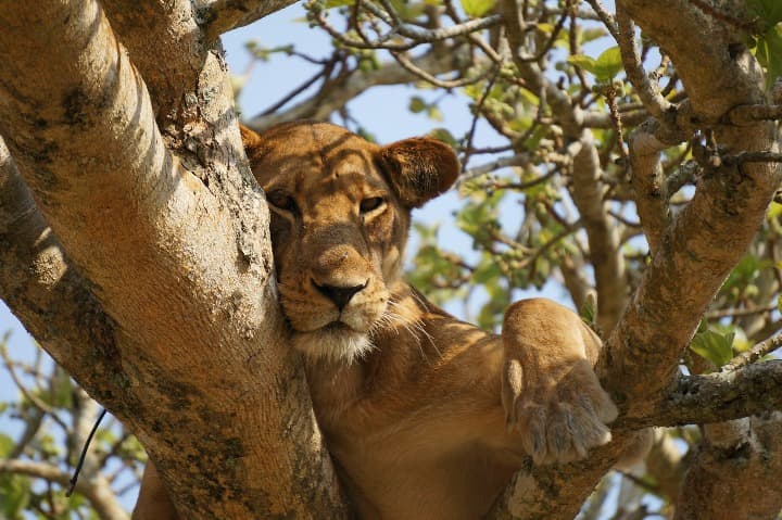 leona en un arbol en el Queen Elizabeth National Park