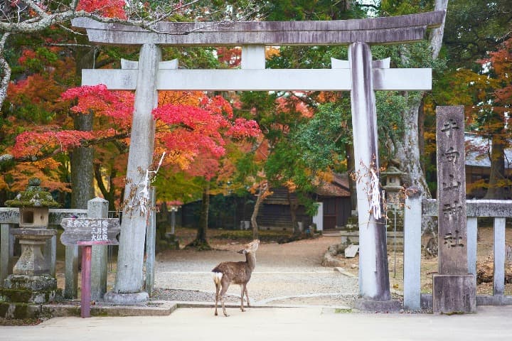 Japón en Otoño: colores, clima y festivales tradicionales