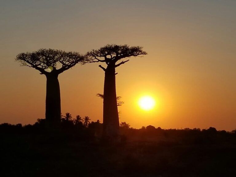 arboles que ver en madagascar y sol al atardecer detrás