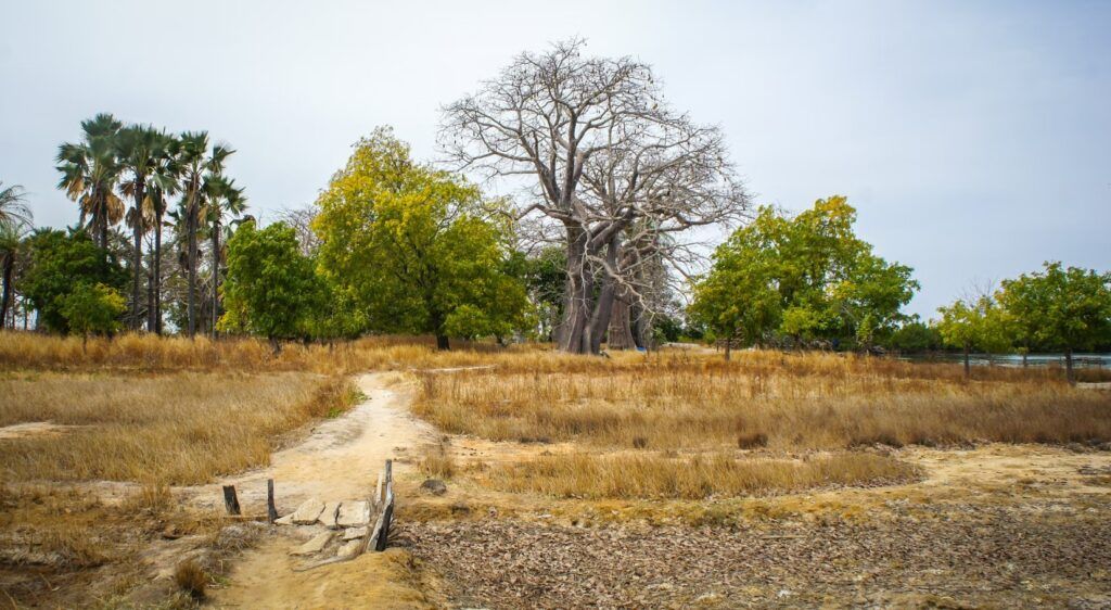 arboles y paisaje natural en casamance, senegal