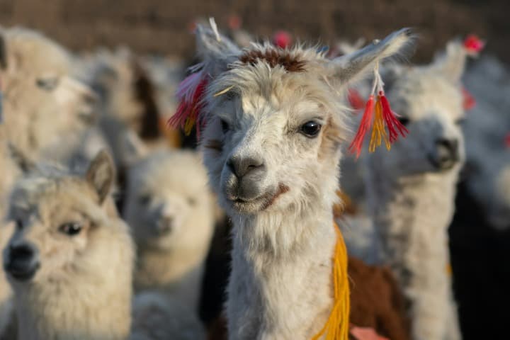primer plano de lama y otros lamas detrás en oruro