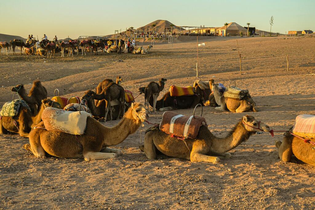 Campamento de camellos en el desierto de Agafay al atardecer