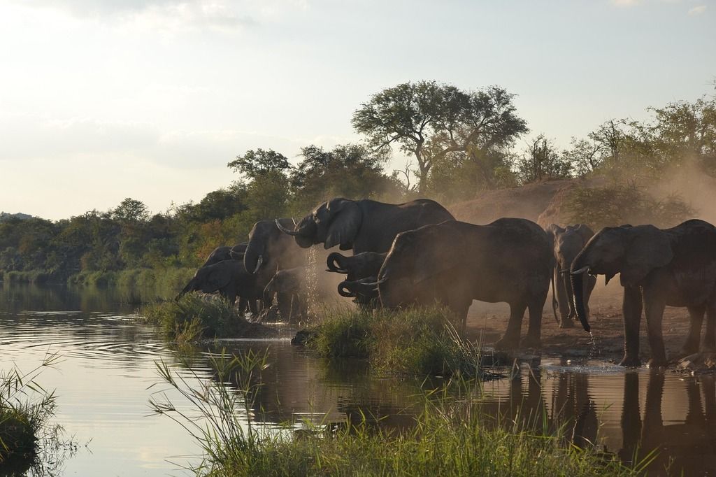 Manada de elefantes bañándose en un río al atardecer en África