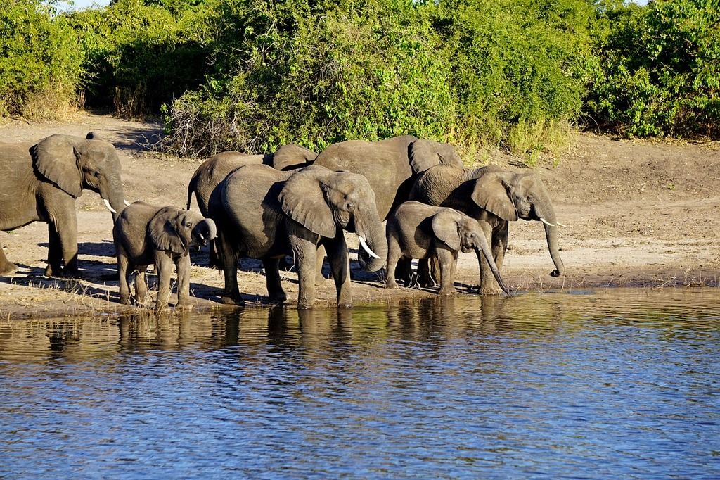 Grupo de elefantes bebiendo agua en la orilla de un lago en África