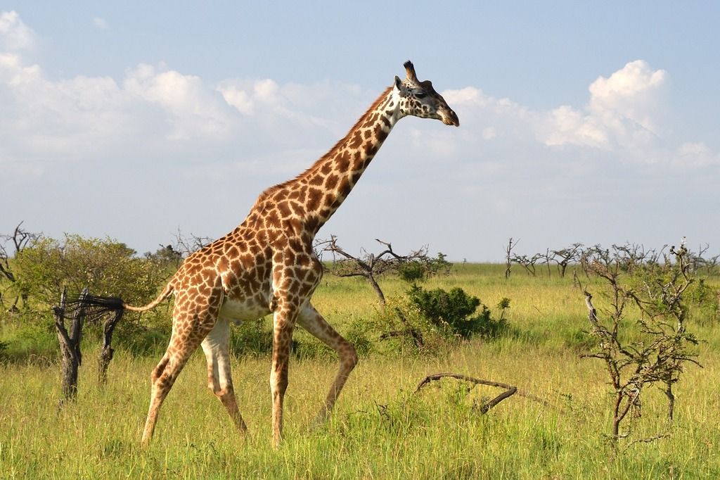 Jirafa caminando por la llanura africana bajo un cielo despejado