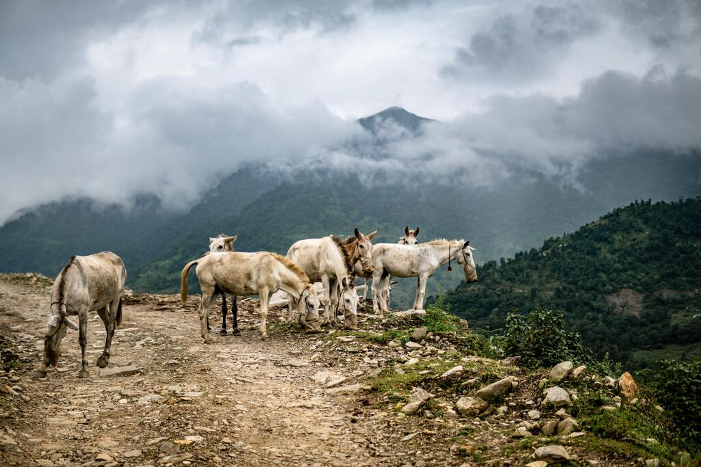 Mulas en un sendero de montaña en Nepal, rodeadas de nubes y paisajes verdes.