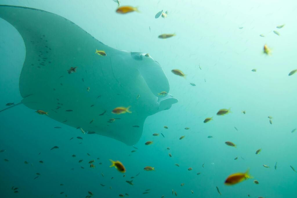 Majestuosa manta raya nadando entre peces en las profundidades del océano.