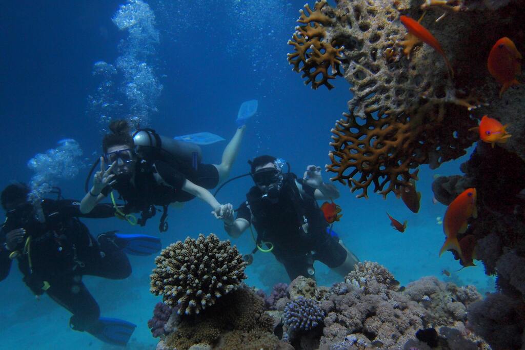 Un grupo de buceadores explora los arrecifes de coral rodeados de peces de colores en el Mar Rojo.