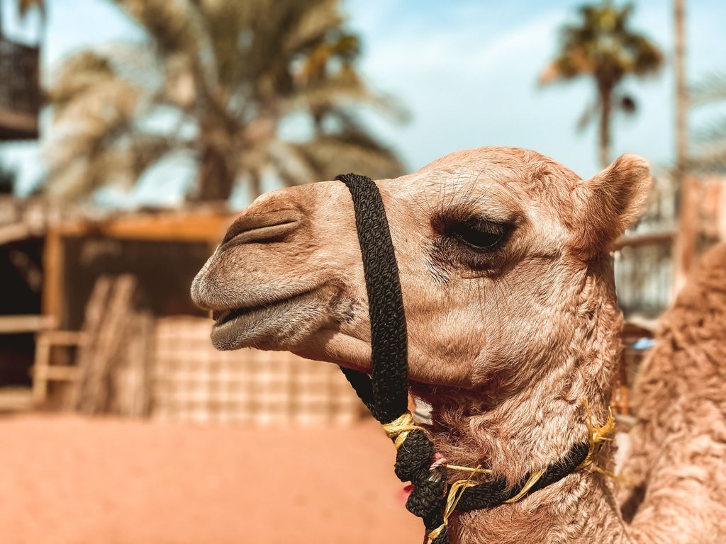 Primer plano de un camello con arnés, con palmeras desenfocadas al fondo.