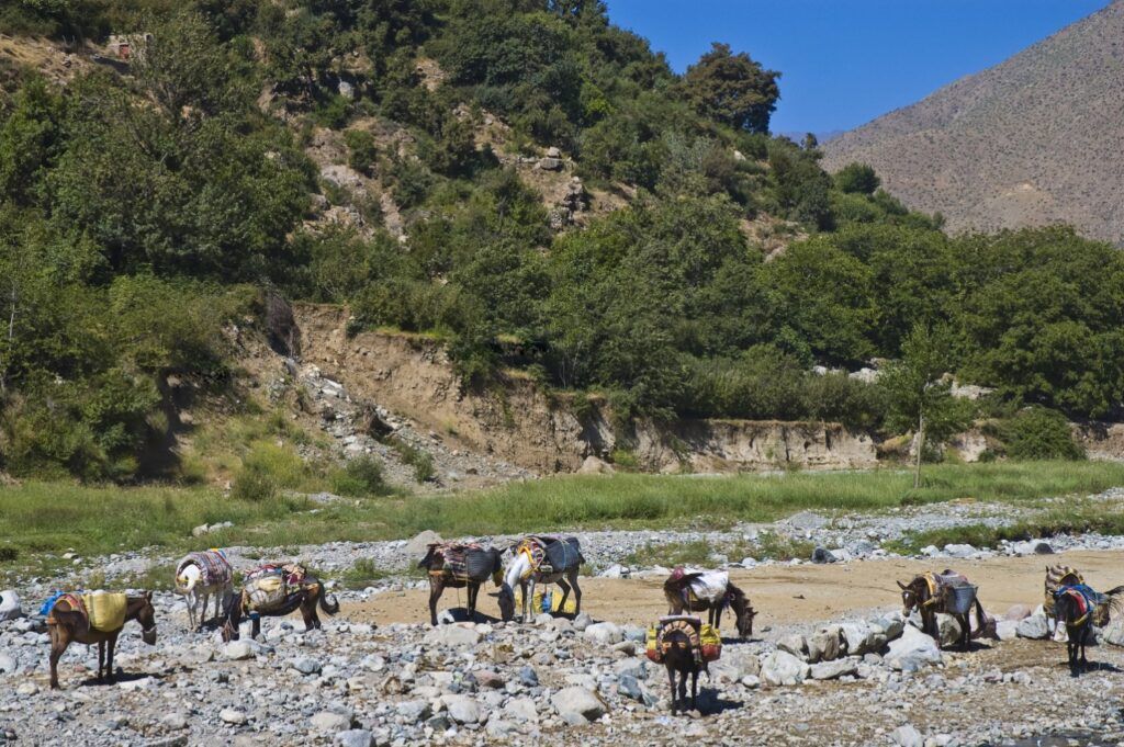 Burros de carga en un valle verde del Atlas, cerca de Setti Fatma.