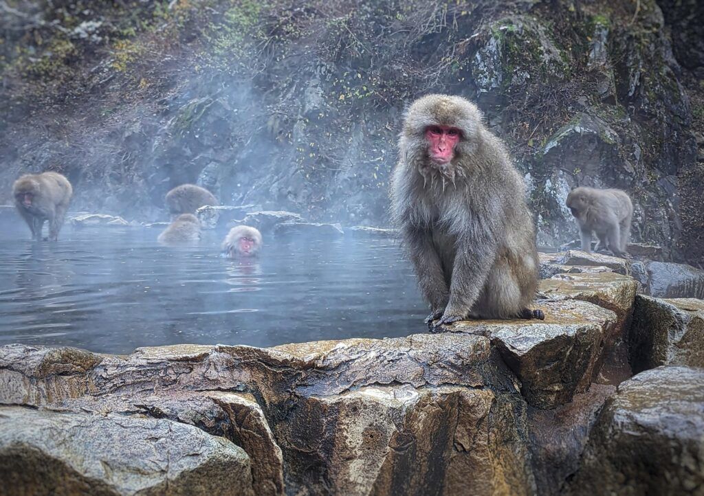 Macacos japoneses (Snow Monkeys) en las aguas termales de Jigokudani, Nagano.