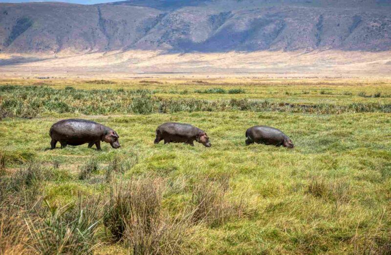Ngorongoro Conservation Area.