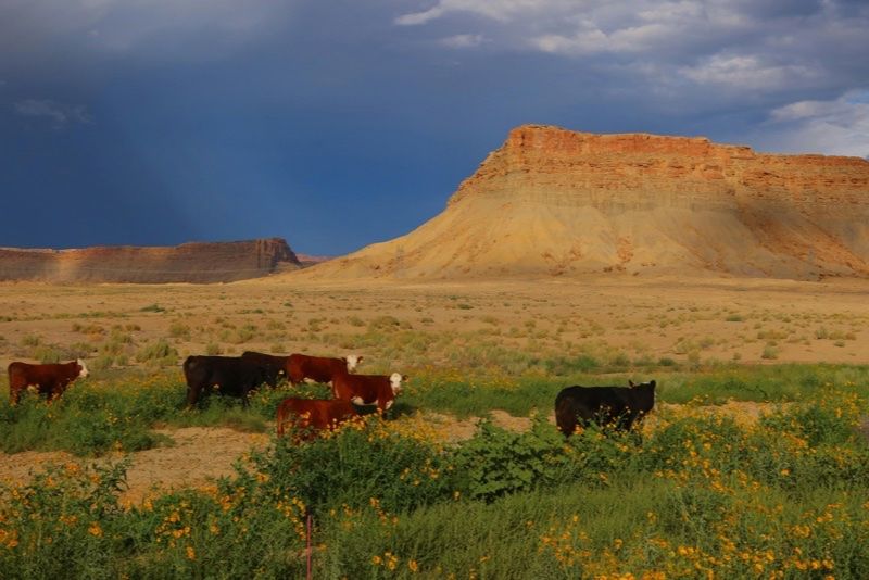 Paisaje desertico de Arizona con mesetas rocosas y cielo nublado
